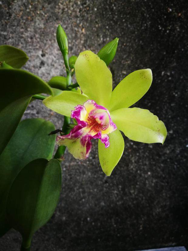 易养常开兰花pgygreenbird绿鸟卡特兰洋兰顺丰包邮