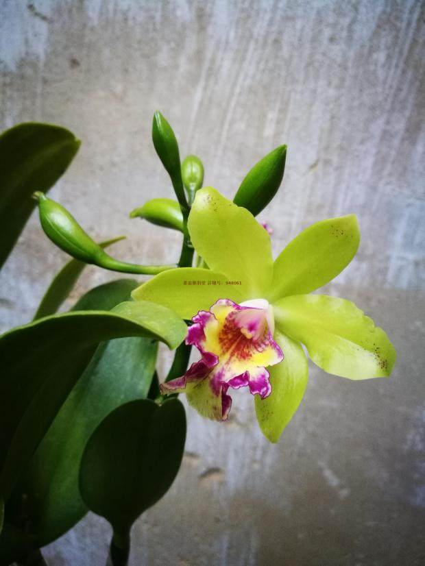 易养常开兰花pgygreenbird绿鸟卡特兰洋兰顺丰包邮