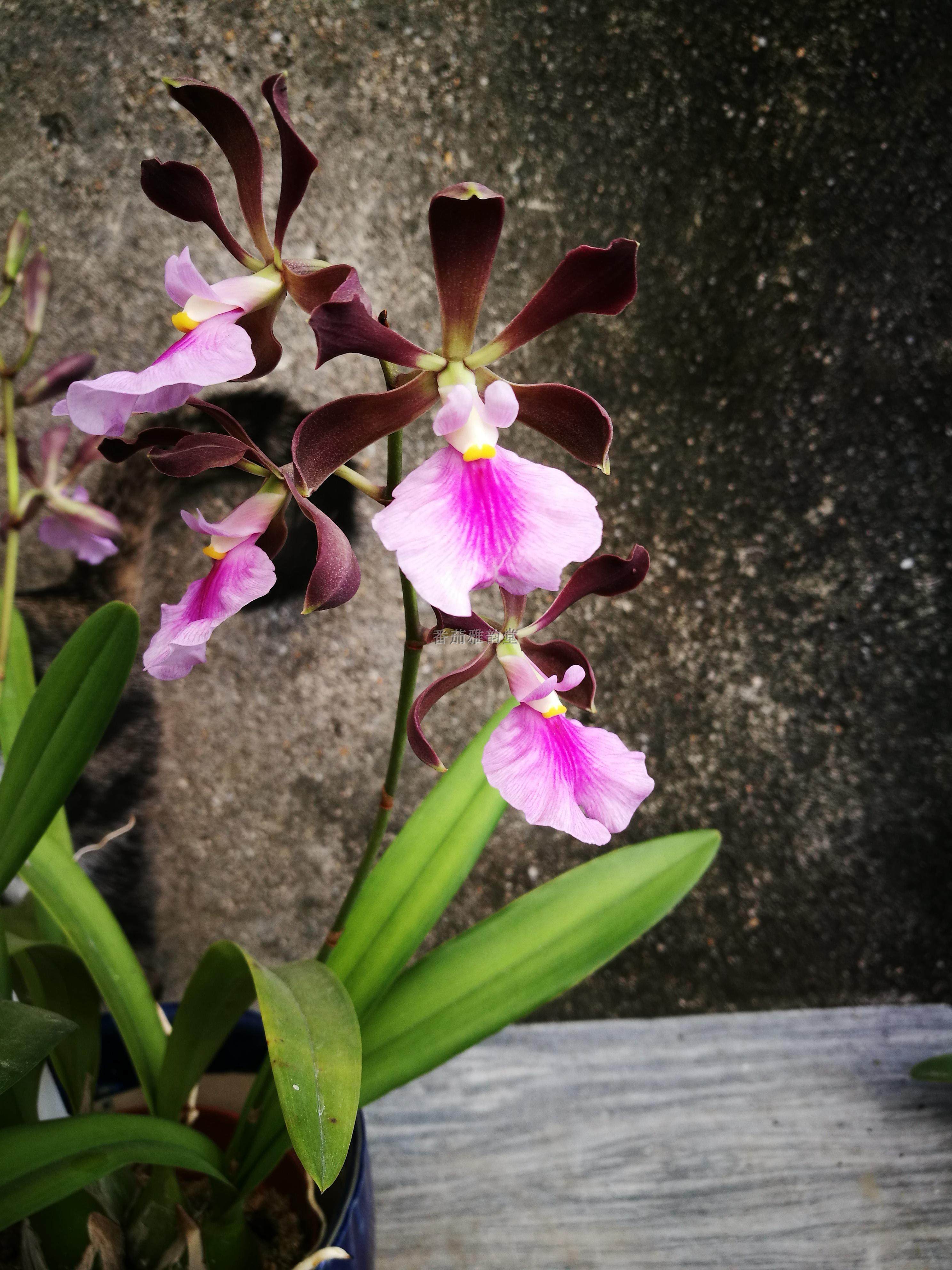 顺丰包邮enccordigera红花鹅蛋树兰种树兰洋兰兰国兰