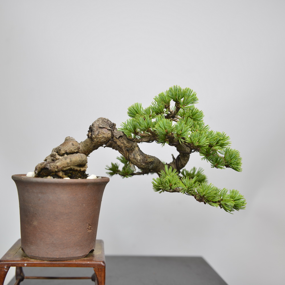 中国五针进口悬崖临水盆栽小品记忆吾妻品峰绿植