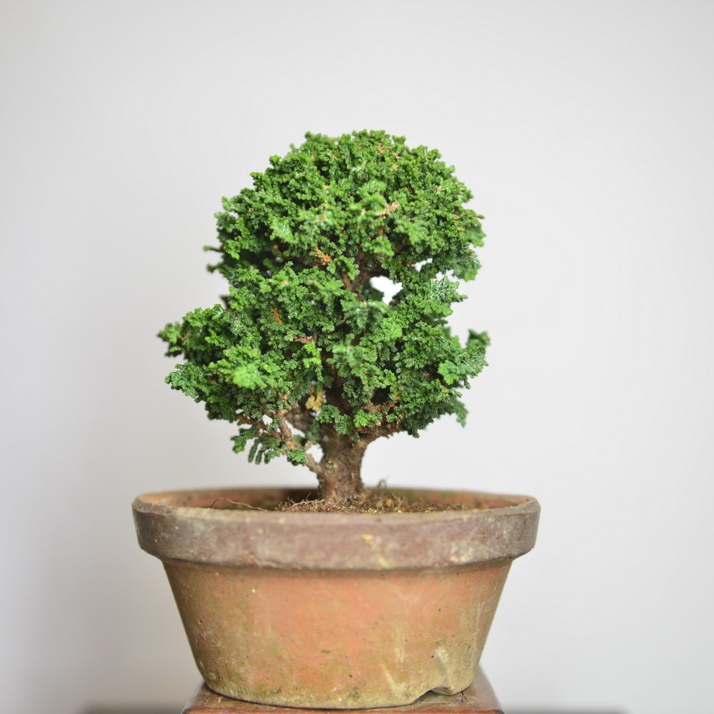 日本中国记忆记忆日石化桧柏盆景小品精品品大绿植