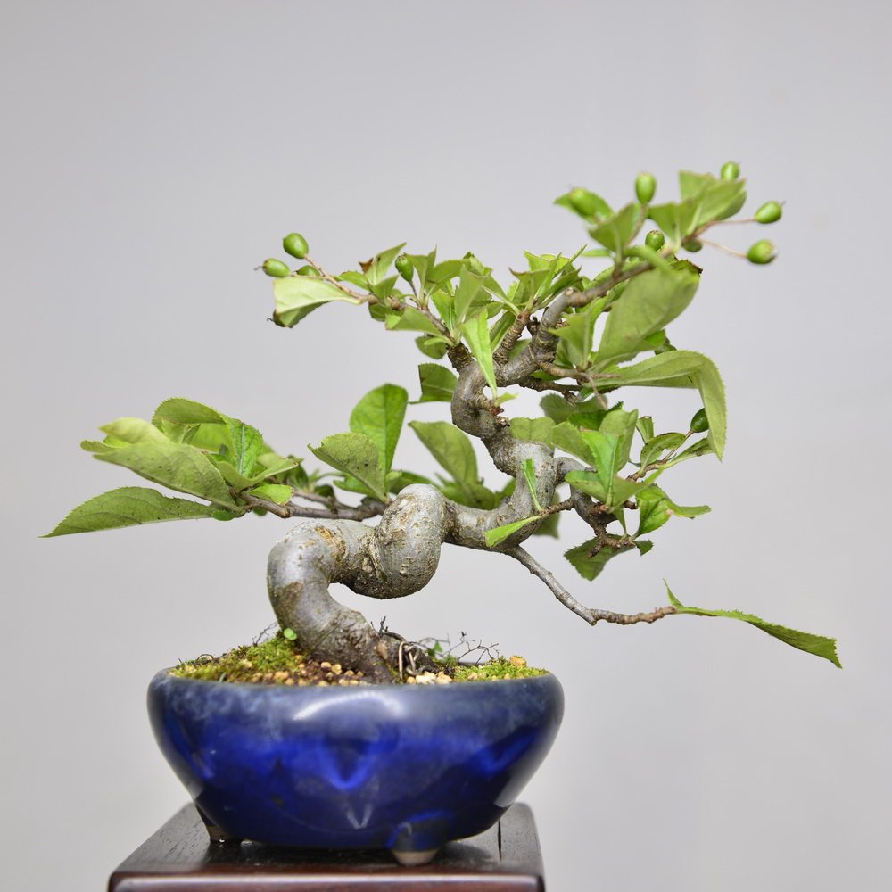 日本中国记忆石楠小品果类盆景微型花果白花绿植