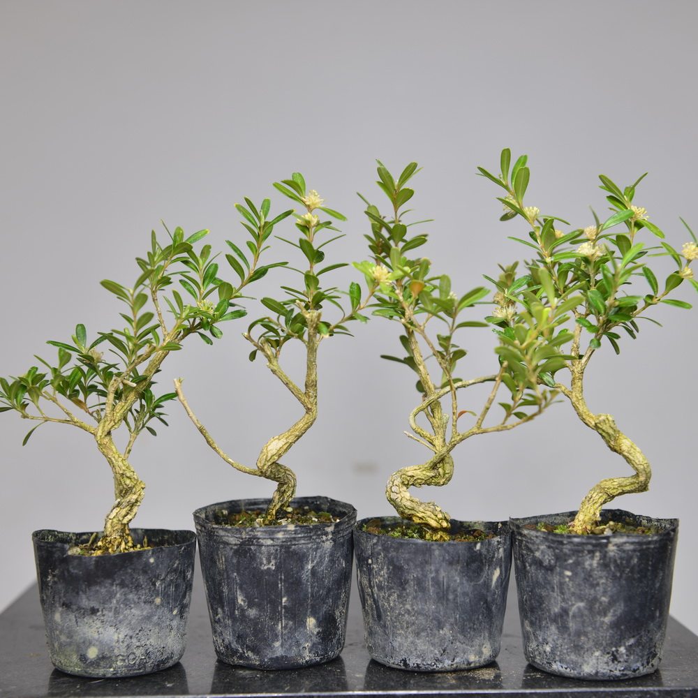 小品中国记忆台湾白皮黄杨日本盆景进口现货绿植