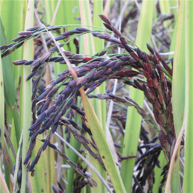 东兰墨米紫糯米黑糙米小黑糯米墨稻米血糯米巴马特产富硒老品种