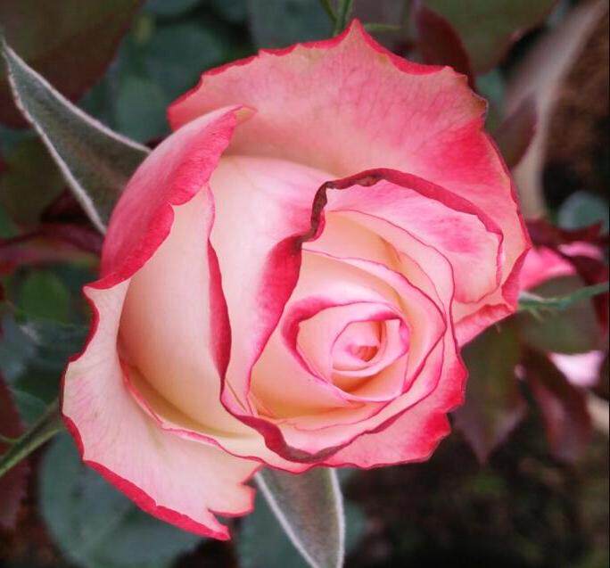 红唇新品切花大花漂亮月季玫瑰玫瑰花花苗盆栽时令草本花卉