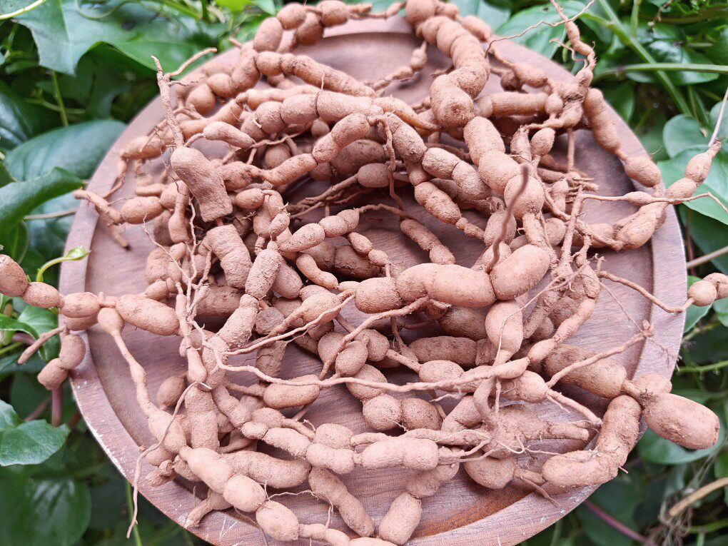 中药材新鲜老虎虎刺根小叶刺风绣花针白凤珠500克其他药食同源食品