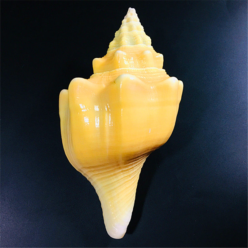 印度圣螺包天然海螺贝壳黄涡螺收藏礼品摆件鱼缸海螺