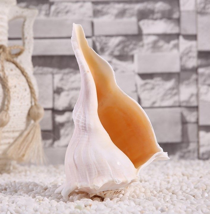 天然左旋观音贝壳海螺供佛密宗宗修法器稀少海螺