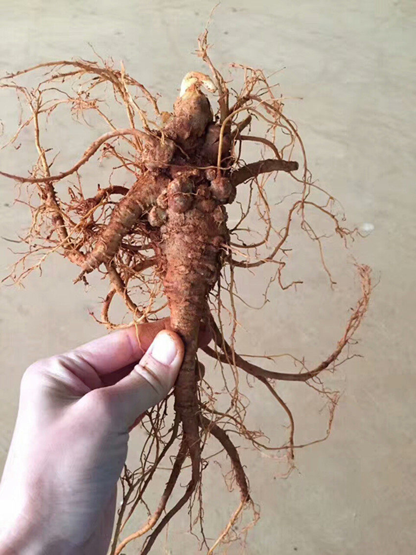 三七云南文山新鲜包邮四年潮湿活鲜根须田七三七