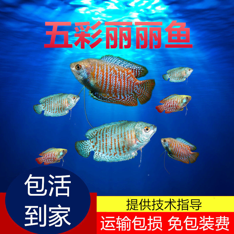 丽丽鱼七彩五彩观赏鱼活体小型曼龙鱼耐养的鱼淡水好养耐活鱼冷水