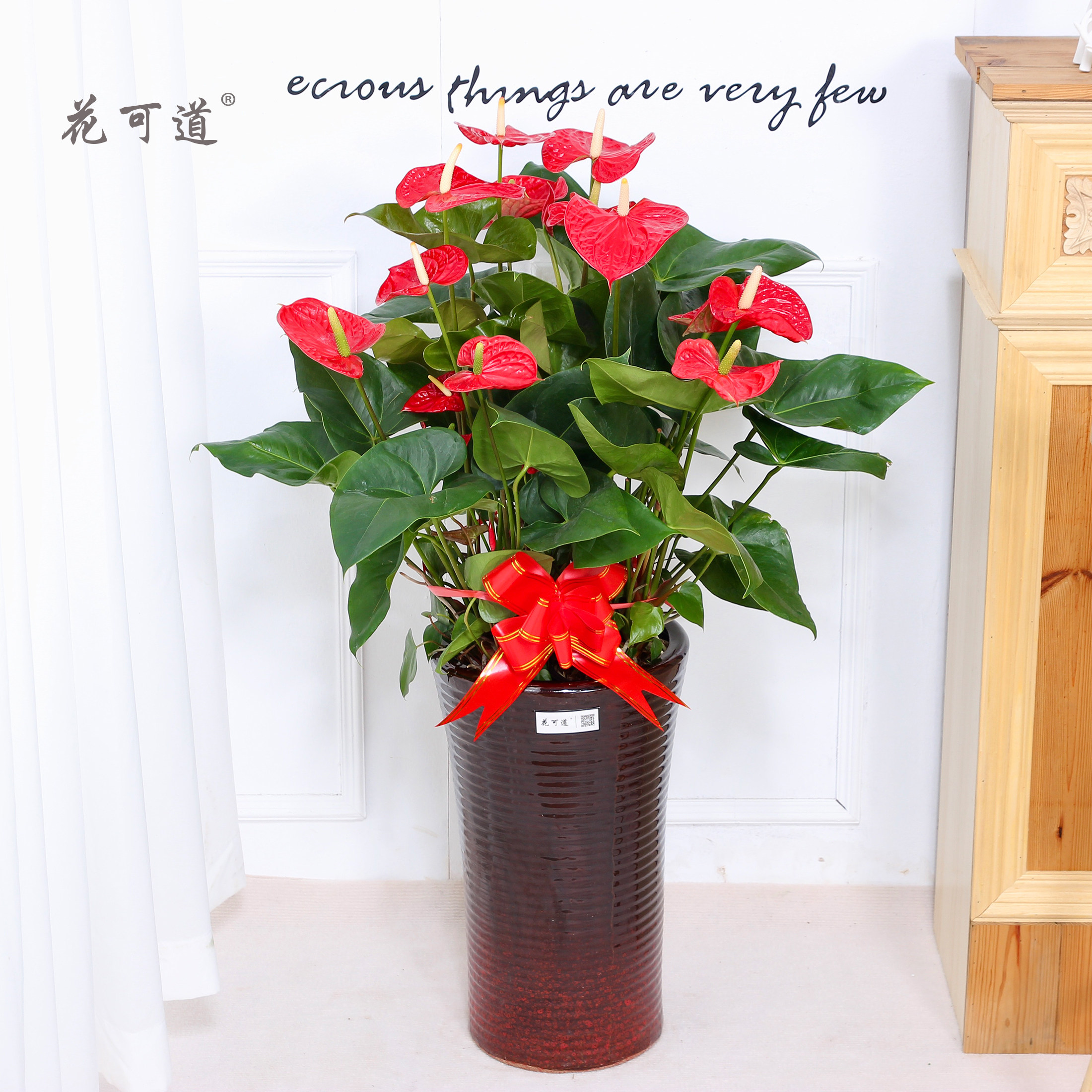 火鹤红掌盆栽天津同城年宵花卉开业春节客户送礼室内植物带花苞