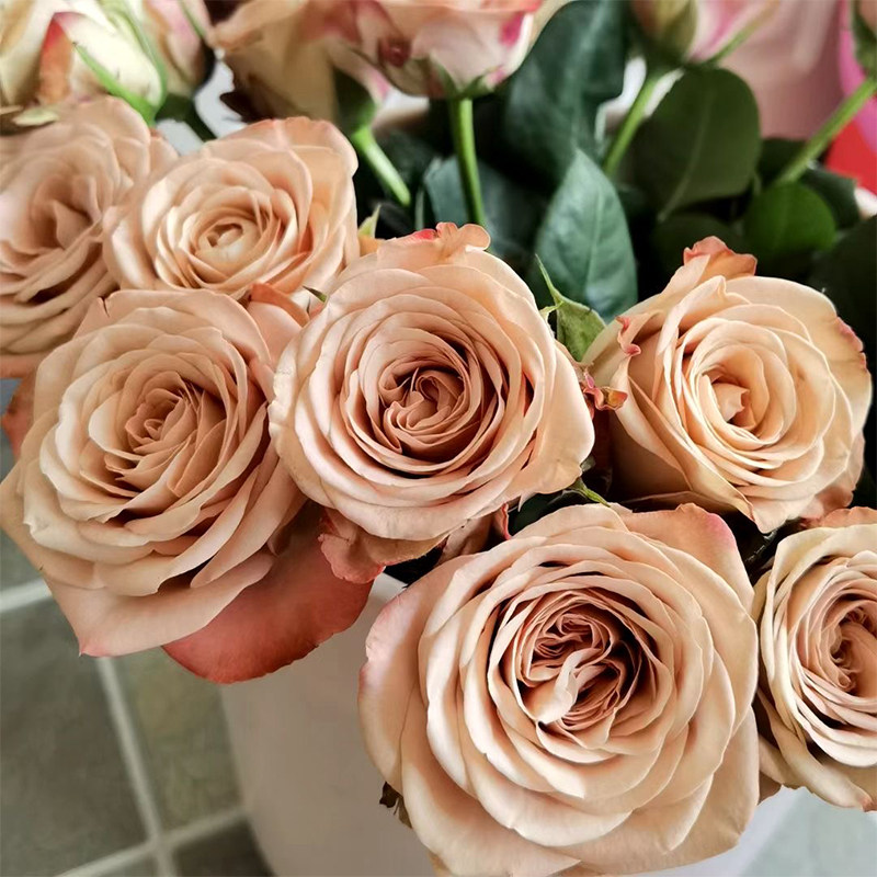 云南鲜花直发咖啡时间卡布奇诺玫瑰花昆明明基地直鲜花速递同城
