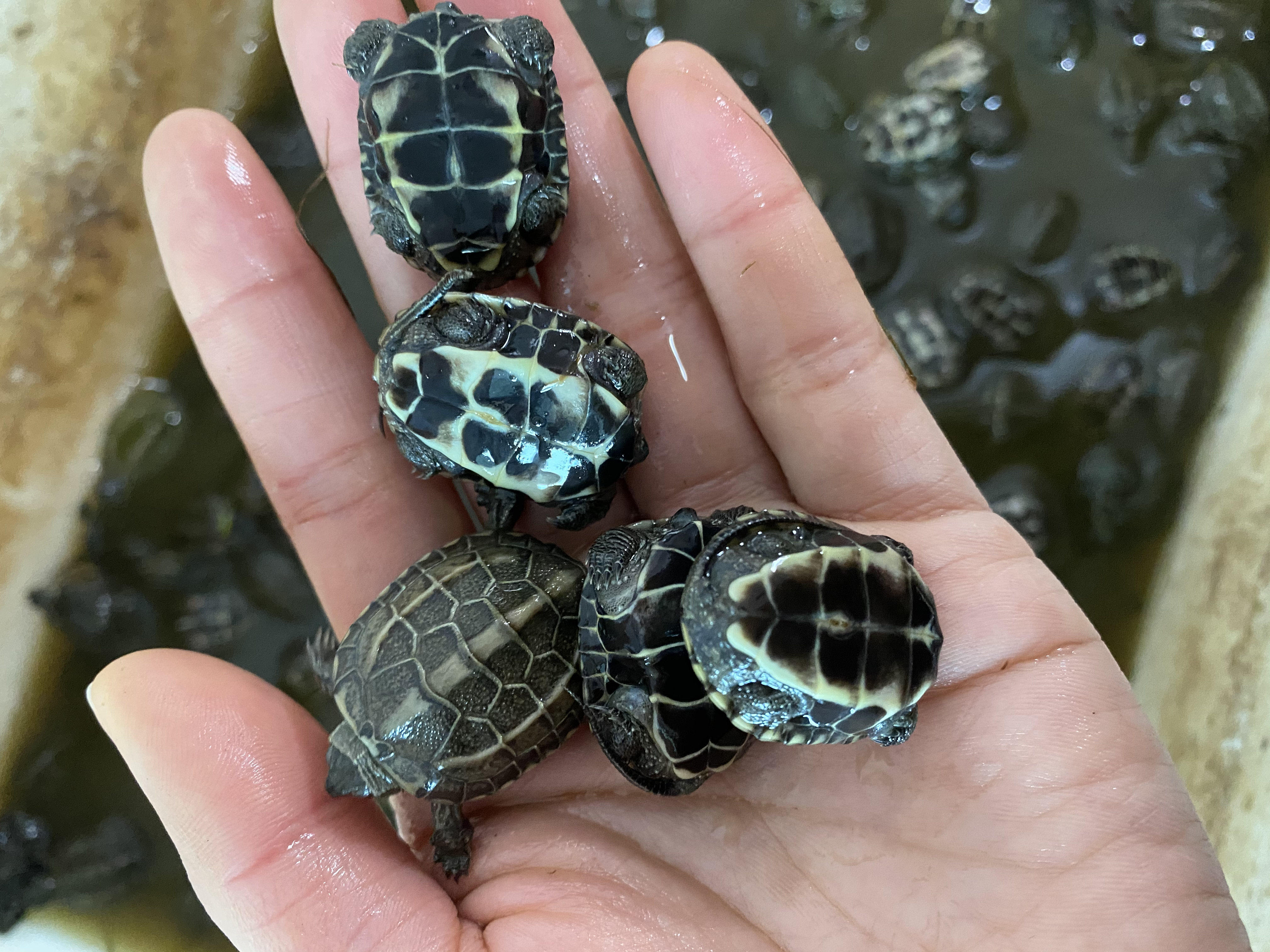 宠物草龟20只包邮小活体中华外塘金线水龟巴西龟