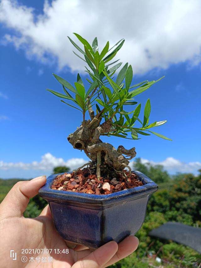 柳叶栀子花小品根艺水横枝熟桩盆景老桩素材室内绿植