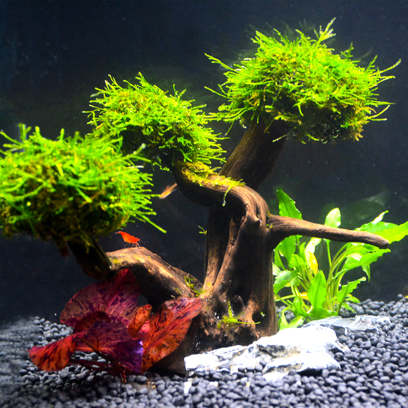 莫斯水草沉木吴氏树成成品鱼缸装饰懒人造景水草