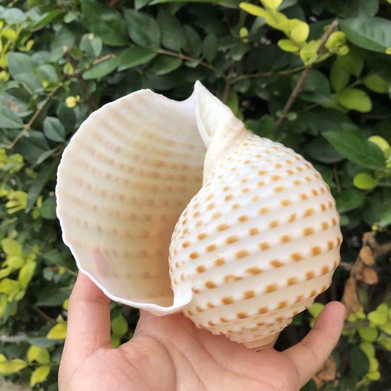 天然贝壳海螺琴螺鱼缸水族箱装饰品卷贝繁殖壳多海螺