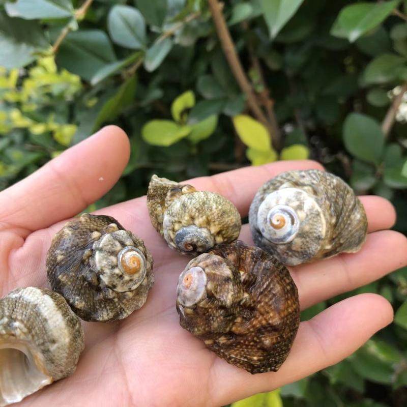 天然贝壳海螺七星绿色鱼缸造景装饰品卷贝寄居海螺