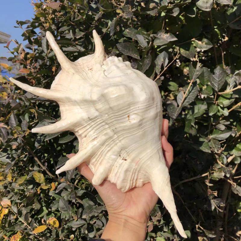 七角天然贝壳海螺创意礼品地中海风情家居摆件鱼草海螺