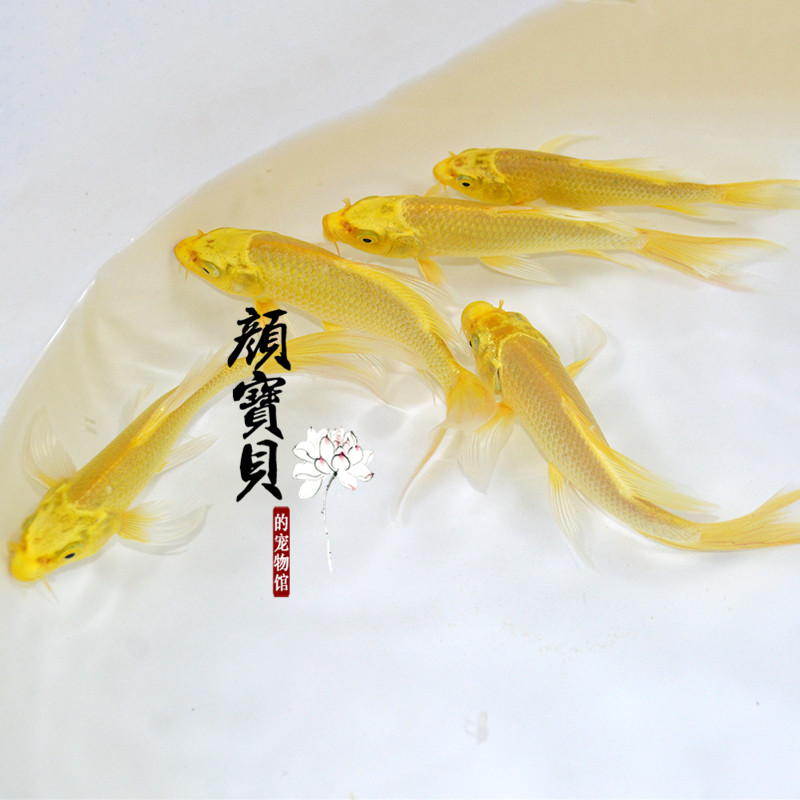 锦鲤鲤鱼金鱼活体观赏纯种金色黄金龙凤冷水鱼