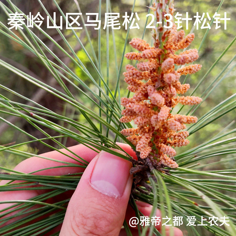 松针秦岭野生新鲜茶松针叶马尾马尾松酵素泡酒养生茶