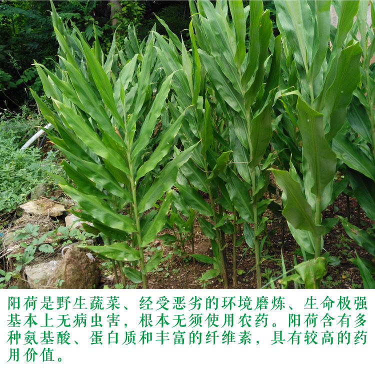 姜新鲜新鲜湖北姜洋霍3斤现发现摘姜洋火莲花姜莲花其它