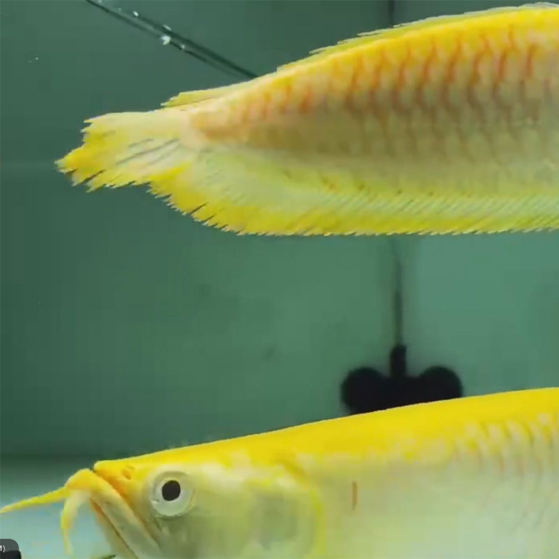 银龙龙鱼观赏鱼黄化活鱼鱼苗白化热带鱼活体鱼
