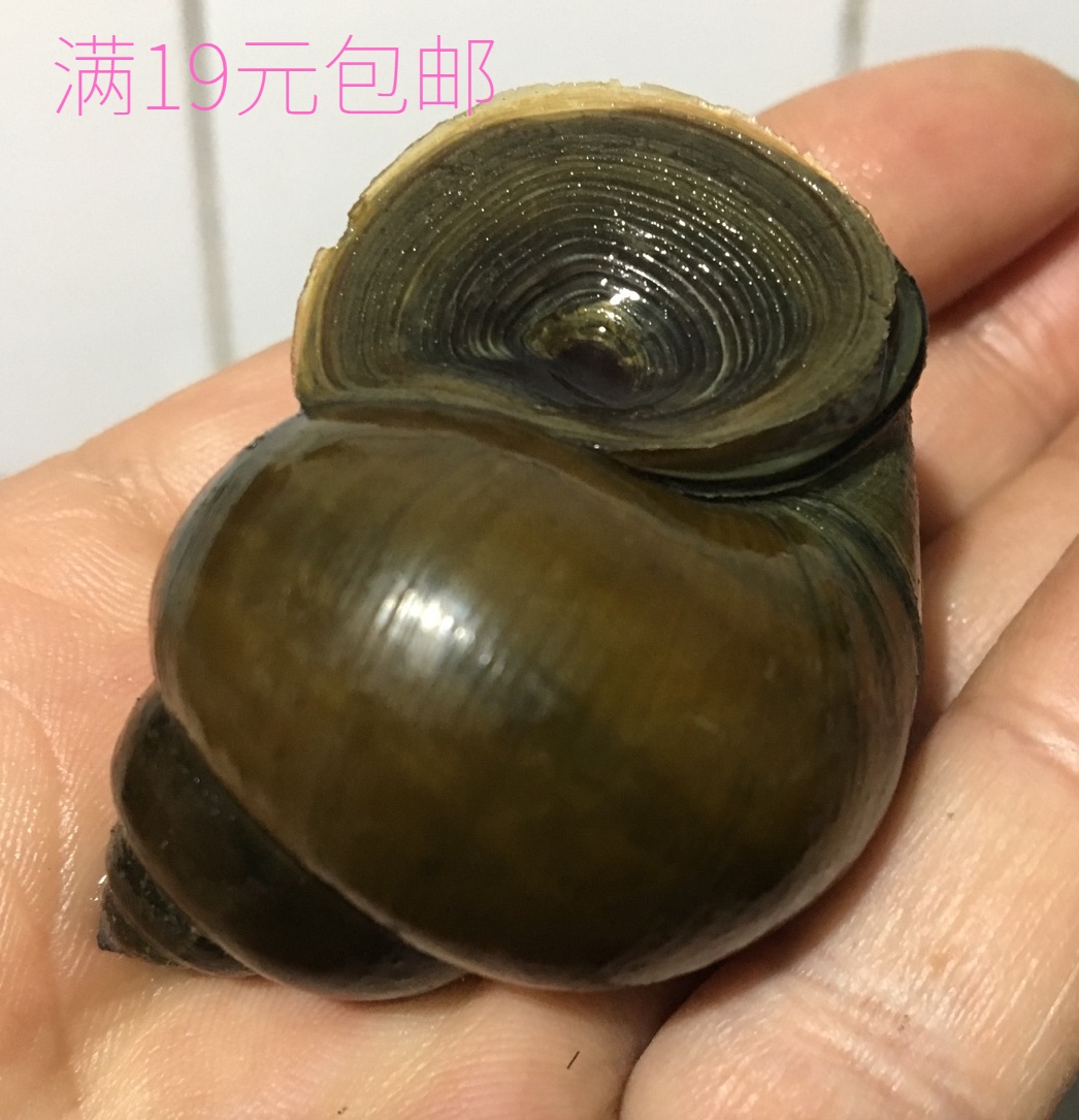 特大田螺活体水族宠物鱼缸淡水冷水观赏原生螺