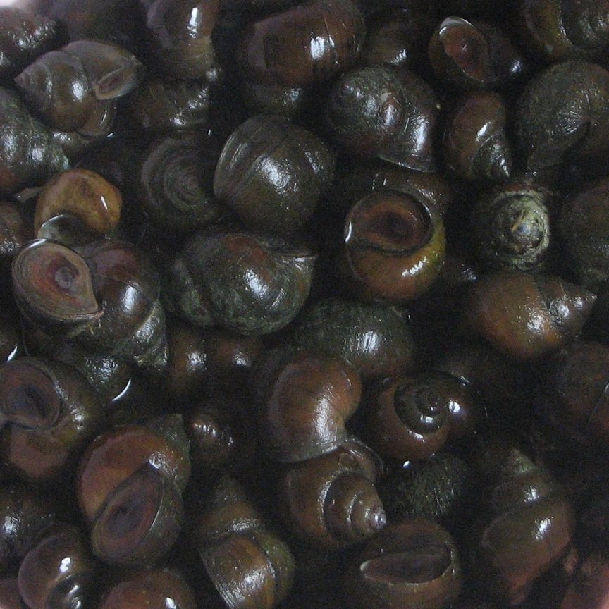 特大田螺活体水族宠物鱼缸淡水冷水观赏原生螺