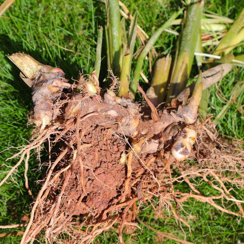新鲜卤水配料火锅冬阴泰国狗头姜汁化州山姜狗头生姜