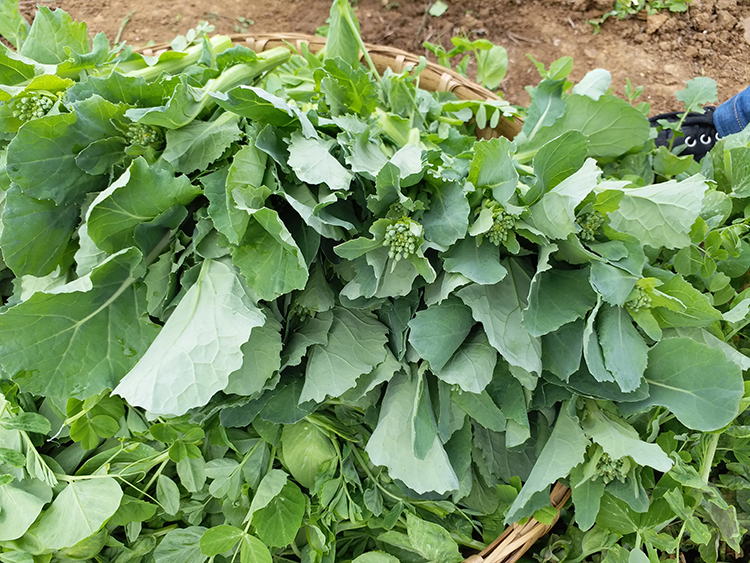 四川青油菜苔图片