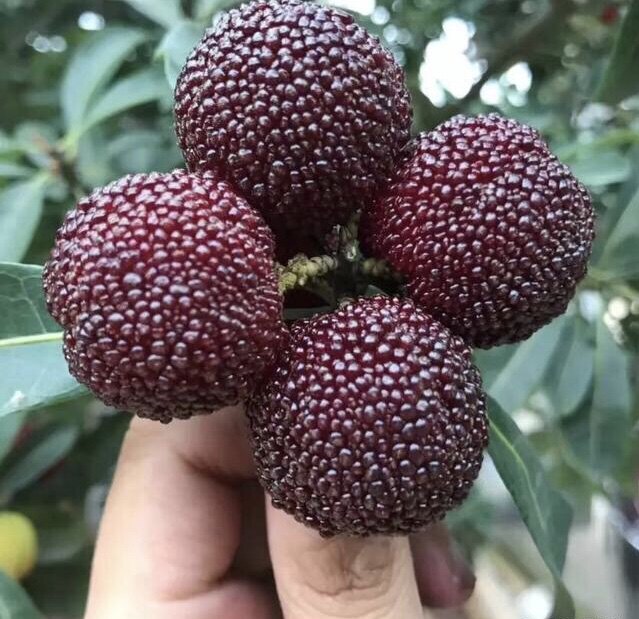 杨梅苏州浪荡东山pk盒装礼盒五斤西山水果杨梅