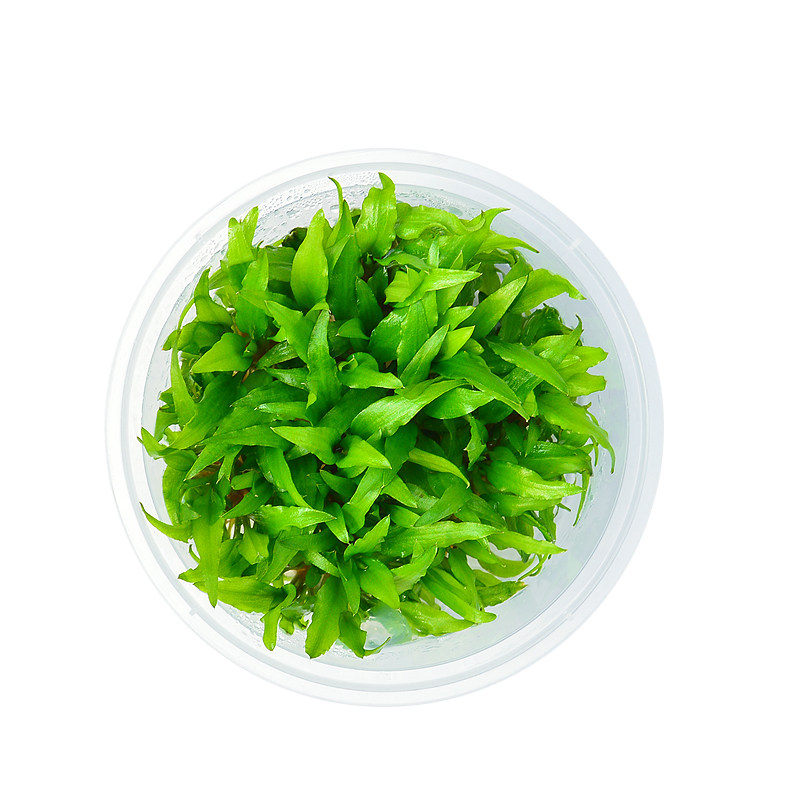 椒草无菌杯椒泰国青椒气泡咖啡前中后景水草水草