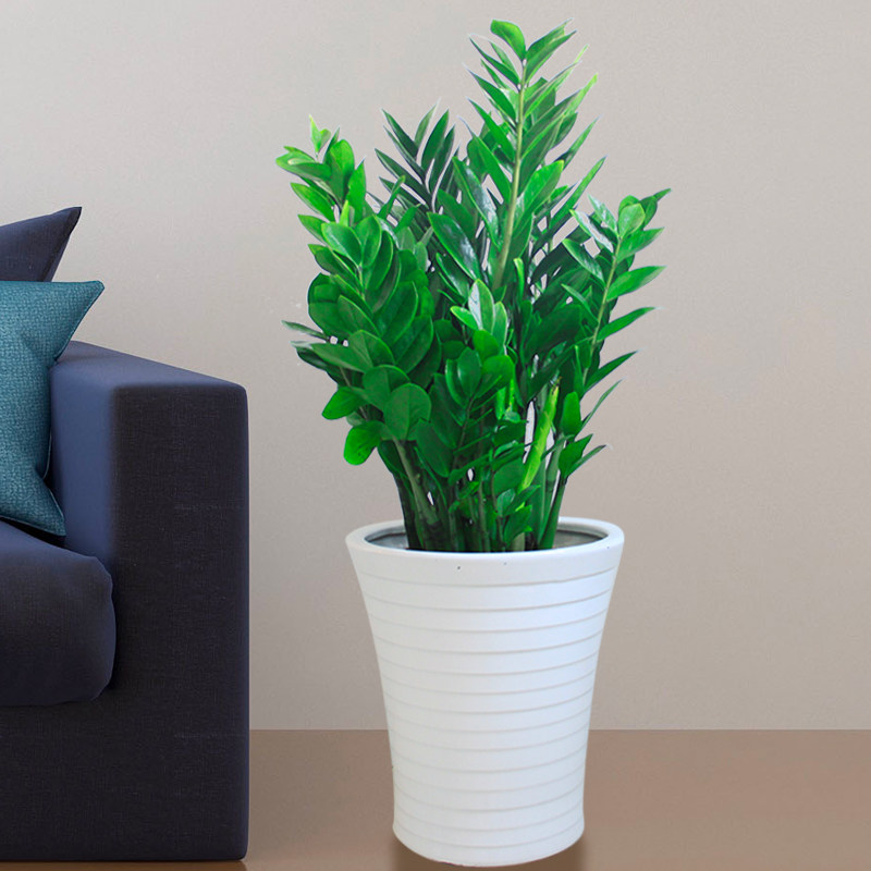 金钱树卧室客厅盆栽办公室室内绿植前台开业招财进宝绿植