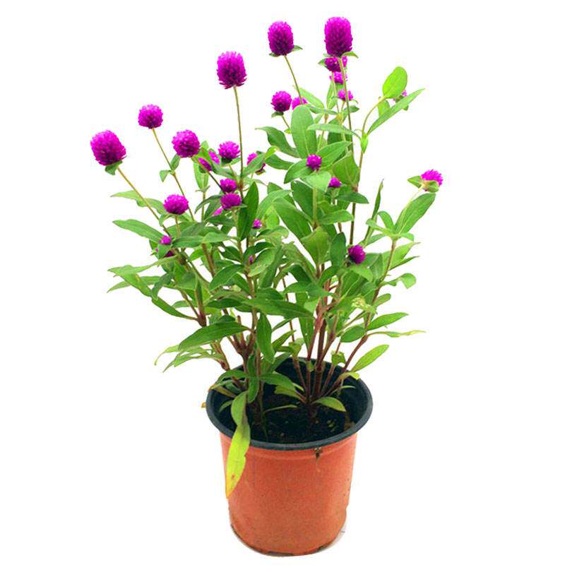 种子花种千日红庭院阳台花卉绿植百日红火火球家庭园艺种子