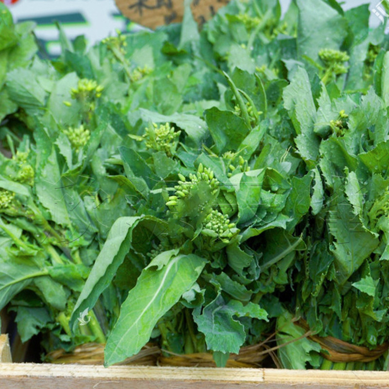 早熟南方莱菜盆栽阳台菜种蔬菜油菜四季春季家庭园艺种子