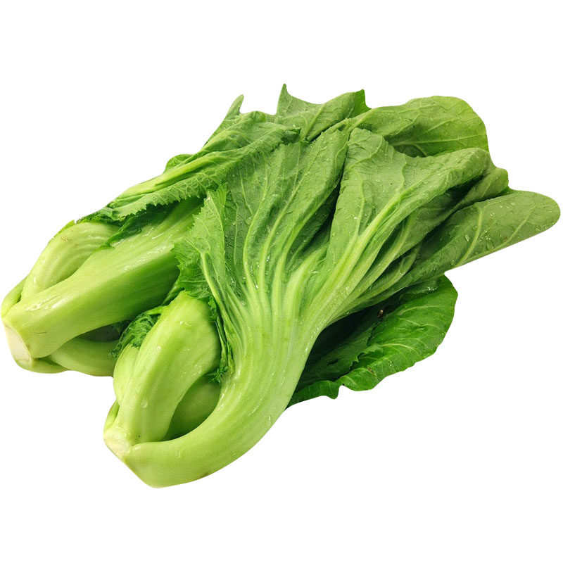 广东蔬菜客家水东菜种秋种芥菜兰春心芥肉包家庭园艺种子