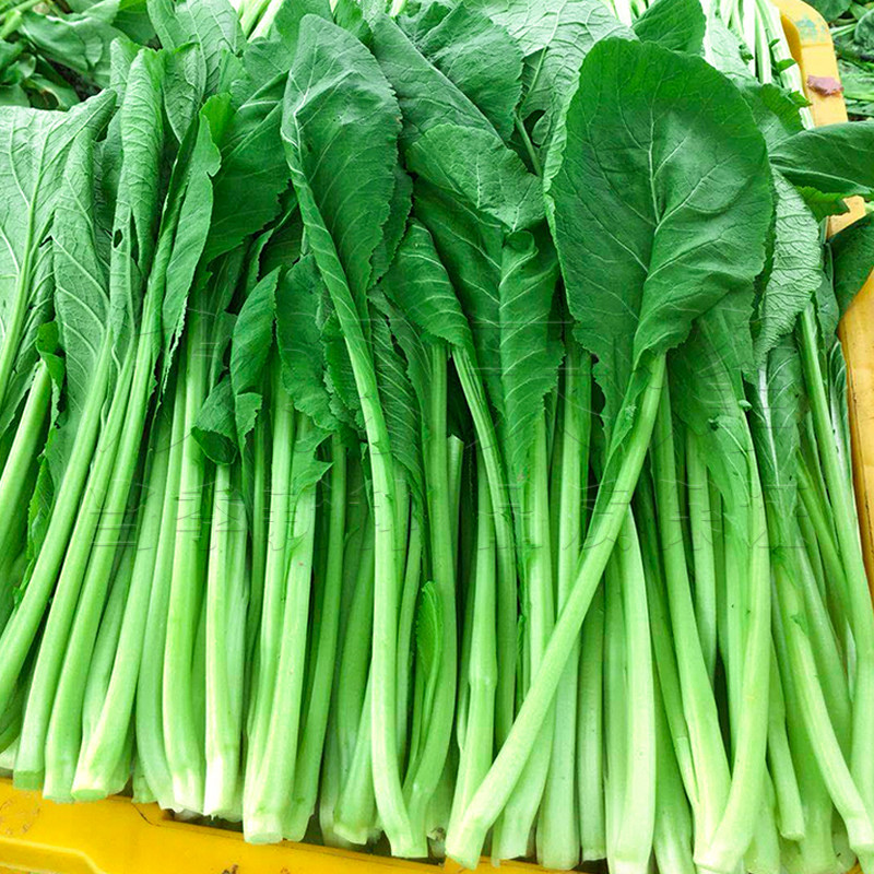 菜种油绿绿春种子芥菜四季春季家庭菜园阳台家庭园艺种子