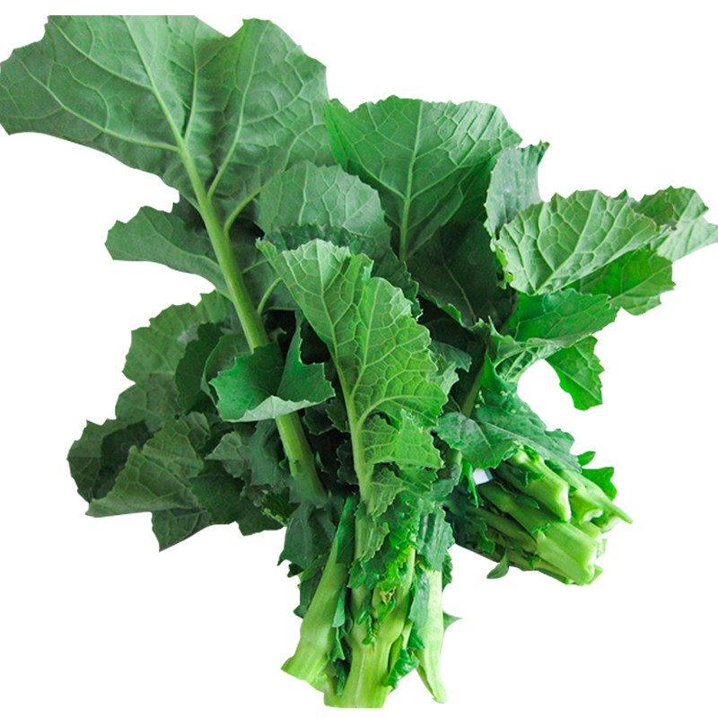 早熟南方莱菜盆栽阳台菜种蔬菜油菜四季春季家庭园艺种子