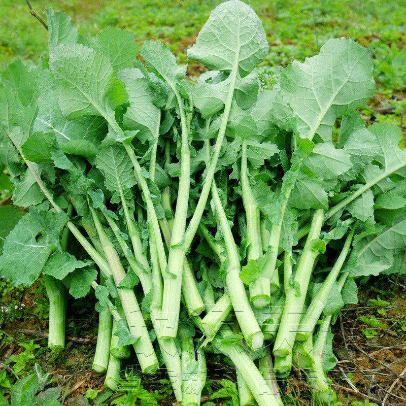 菜苔油菜种孑种子早熟种籽芸苔菜台菜种蔬菜家庭园艺种子