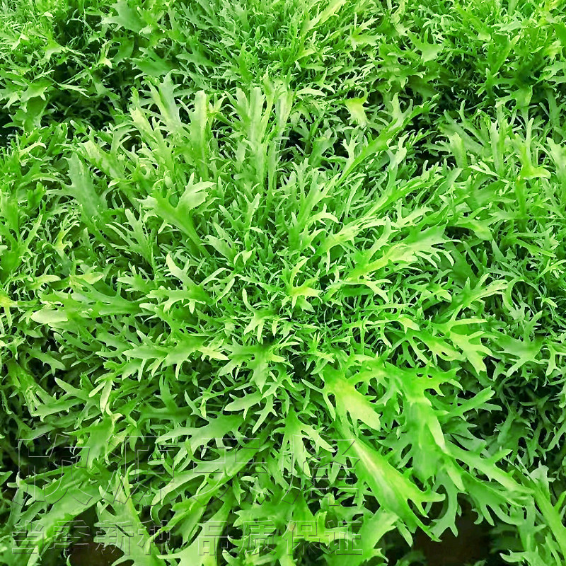 苦苣荷兰叶苦菊四季蔬菜皇帝大叶花叶种籽碎叶家庭园艺种子