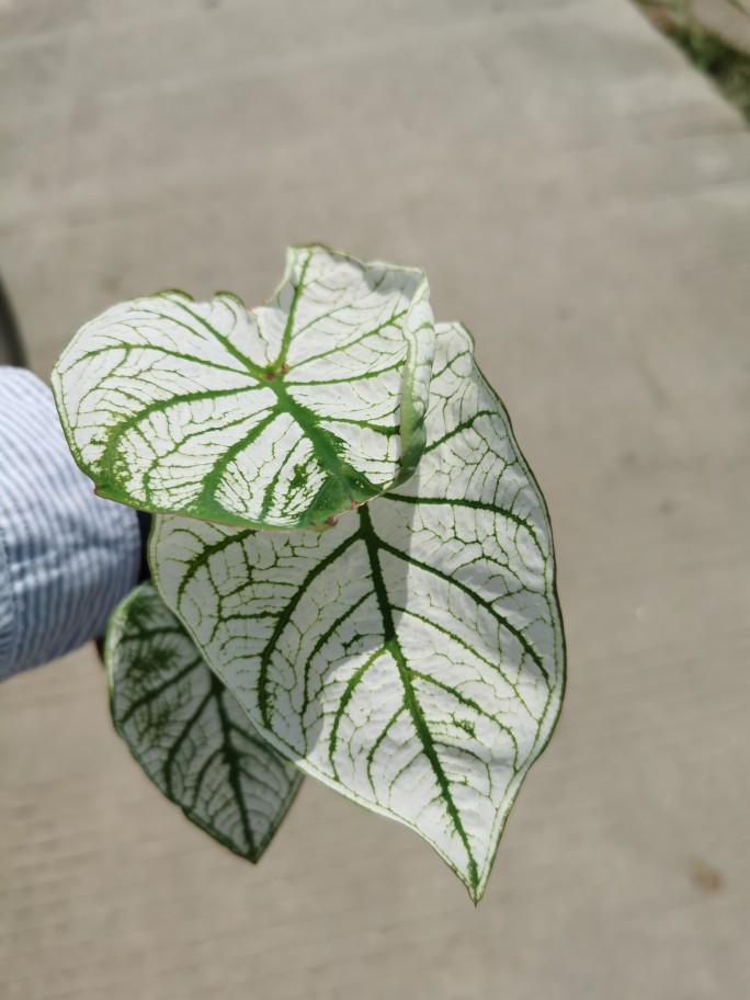 白色恋人彩叶芋带盆发货现货现在叶子偏绿绿植