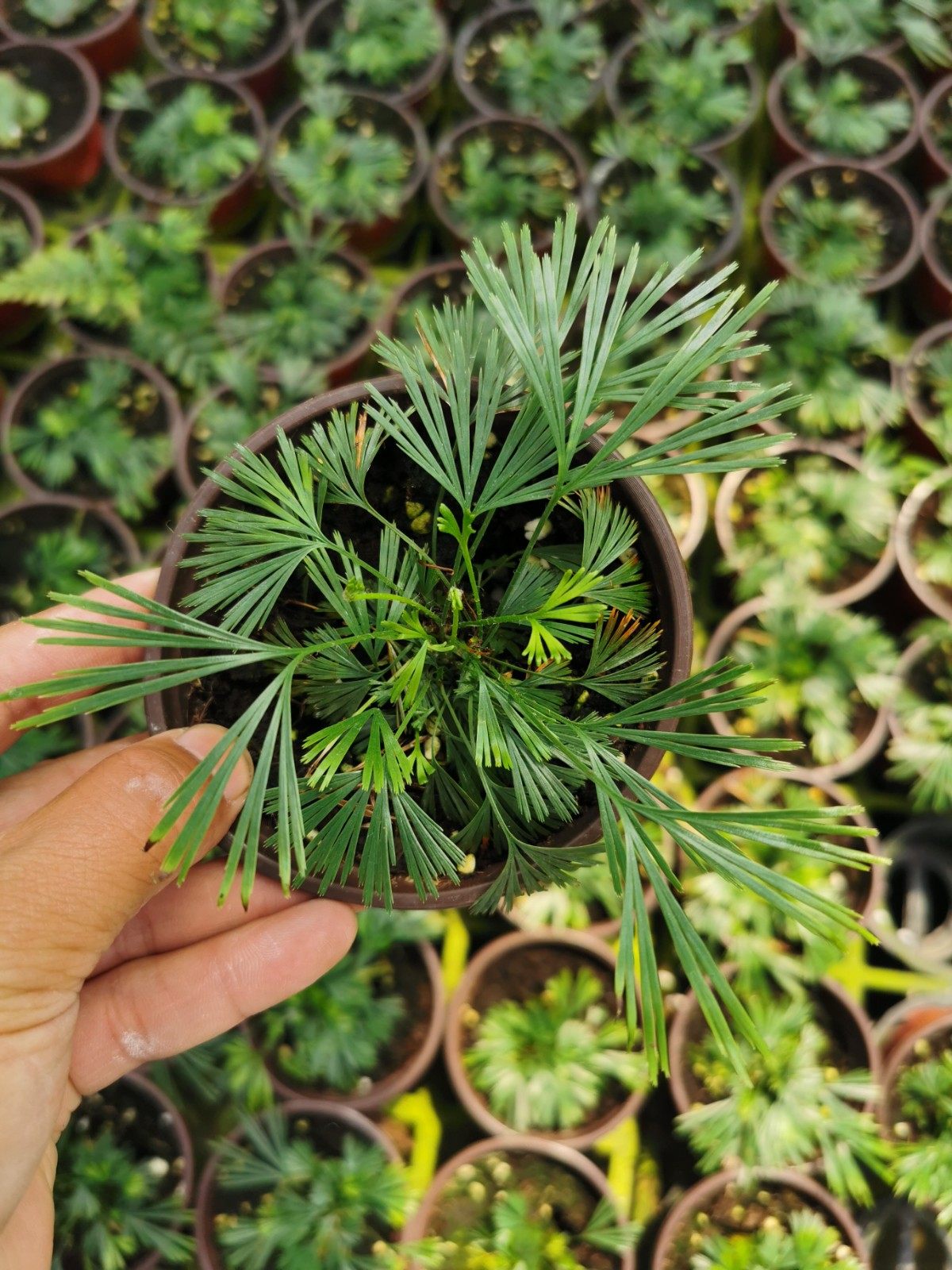 景观进口进口品品种迷你金松盆栽室内耐阴好养绿植