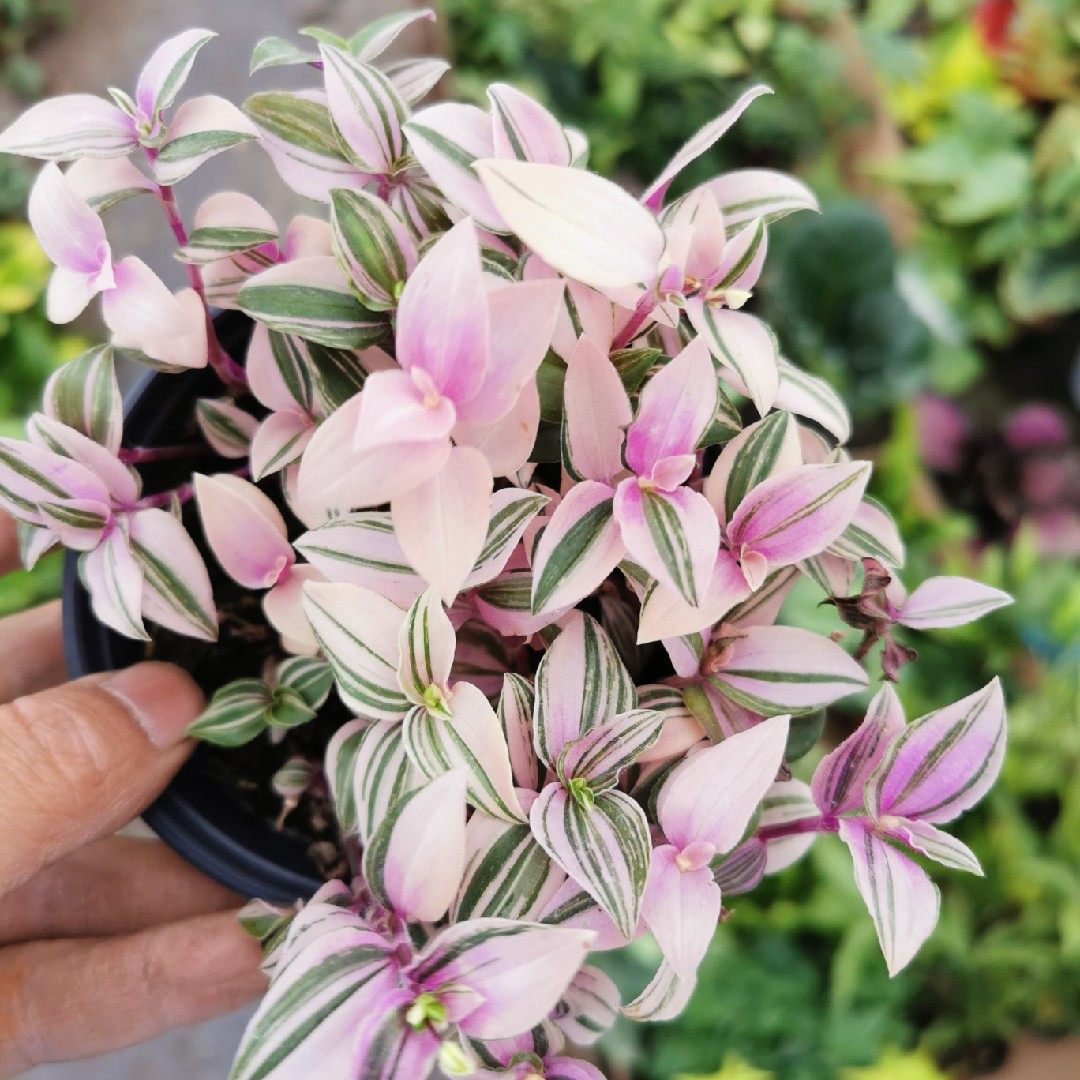 荷兰进口婚礼吊兰盆栽垂吊植物绿植