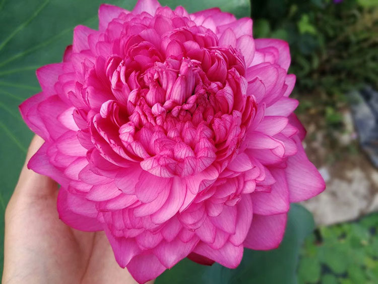 碗莲种花卉水生大型千瓣汝家至尊荷花盆栽碗莲花卉