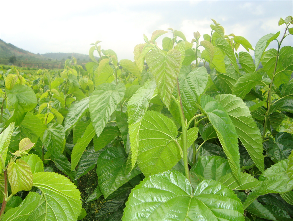 桑叶新鲜蚕宝宝饲料小蚕桑树树苗盆栽现摘农家蚕宝宝