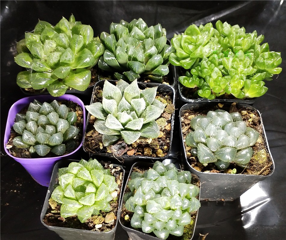 五彩梦幻稀有品种玉露组合盆栽雨露多肉植物透明包邮罕见超大绿植