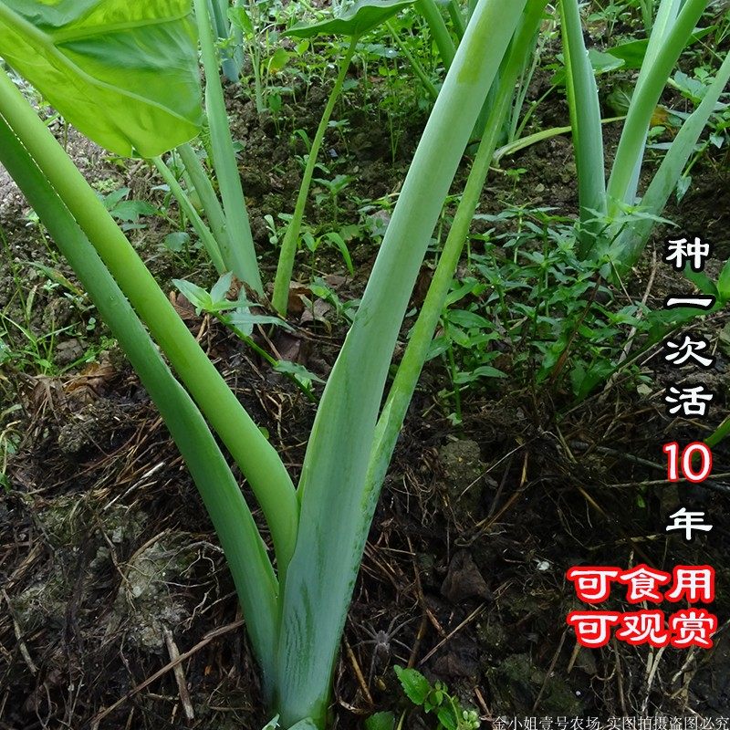 广菜芋荷根贵州特产白广菜苗农家种植新鲜盆栽绿植