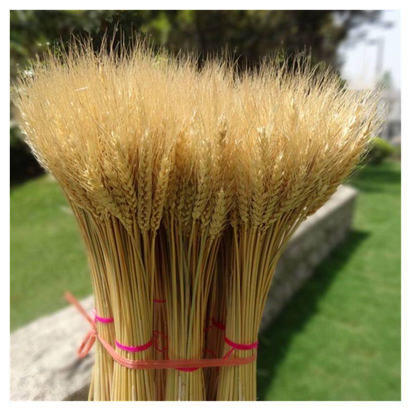 大麦干花花束客厅摆设店铺装饰品摆件开业业大干花