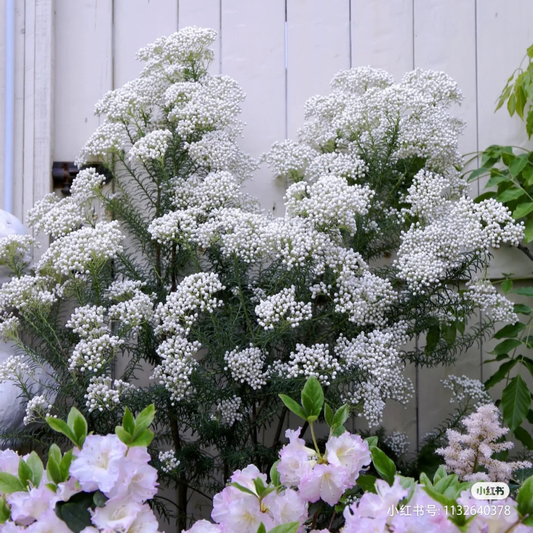 澳洲花白养护易养护花蕾色带大米米花绿植阳台绿植