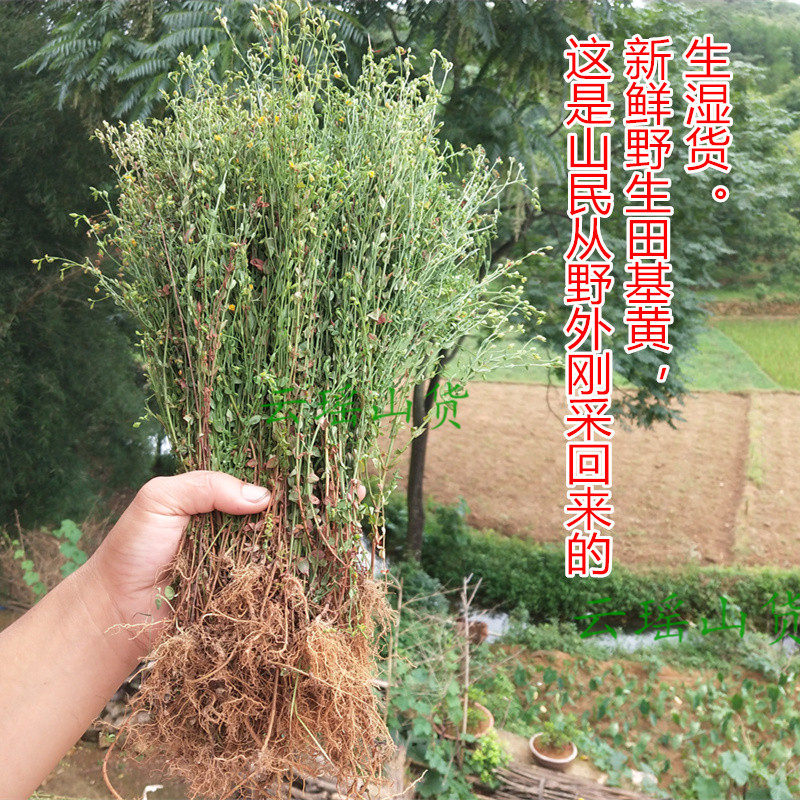 田基黄 野生无硫 光明草新鲜晒干中药材地耳草 田